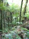 Kaitoke National Park
